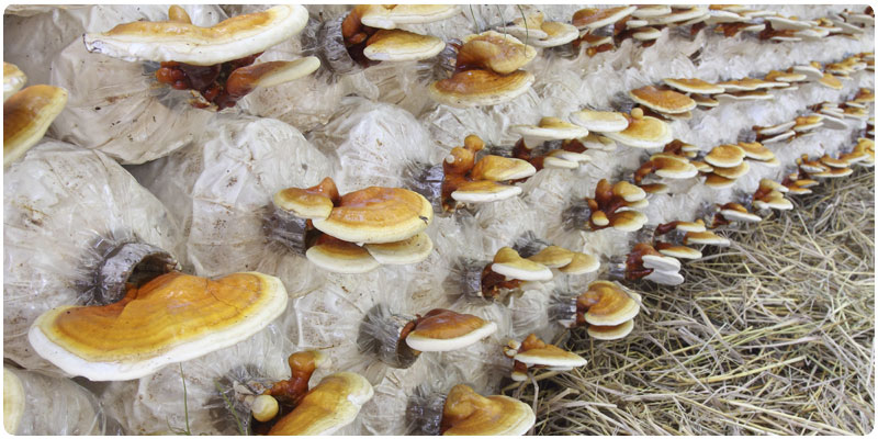 Cultivo de Cogumelos